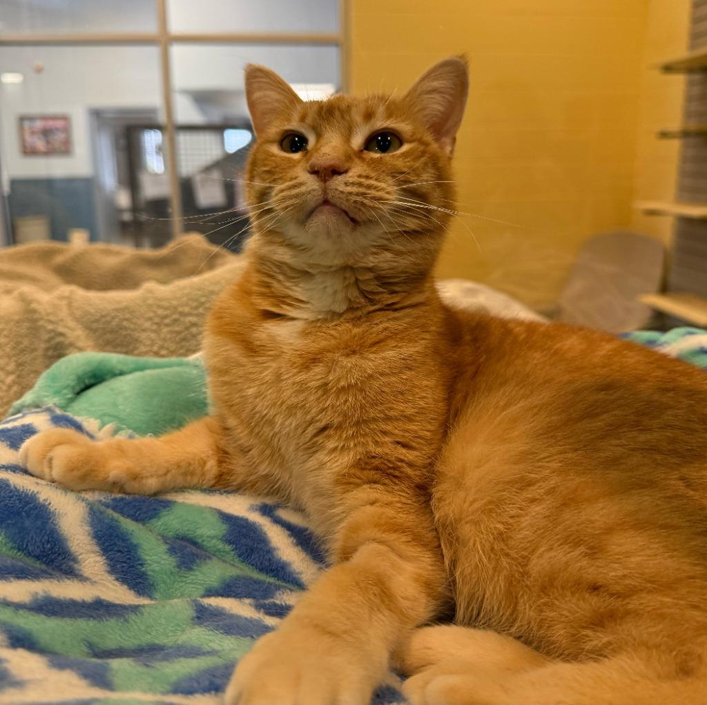Tawny, a Adoptable mixed breed in South Bend, IN image 3/6