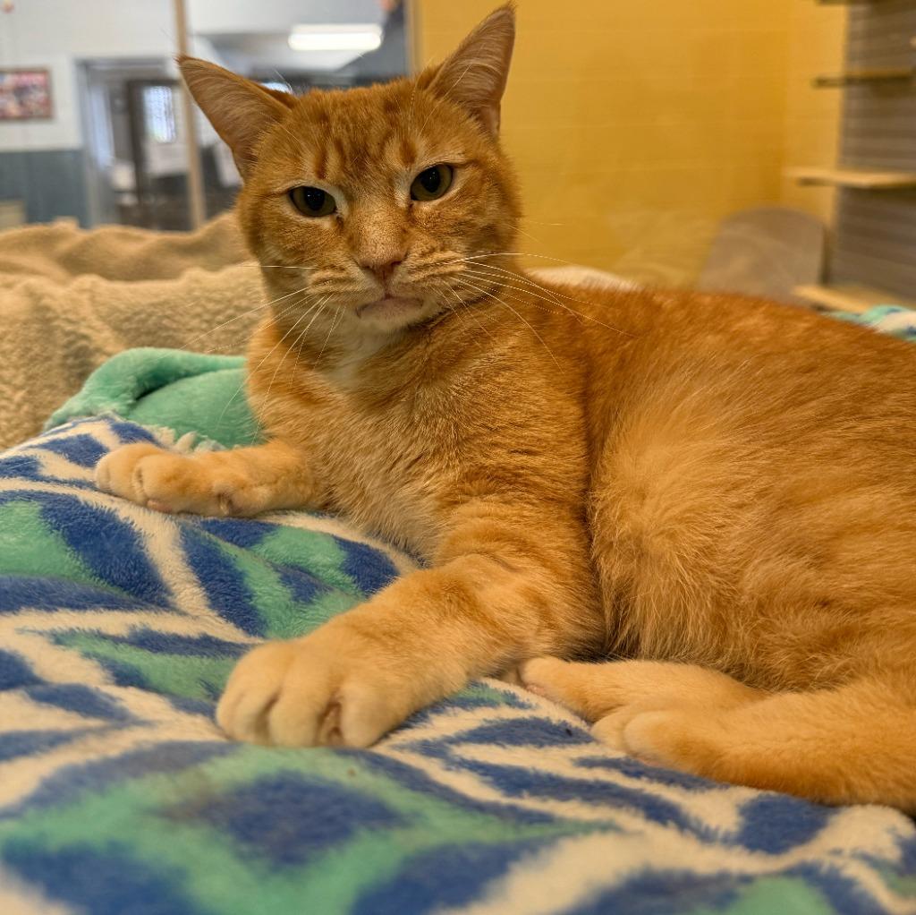 Tawny, a Adoptable mixed breed in South Bend, IN image 4/6
