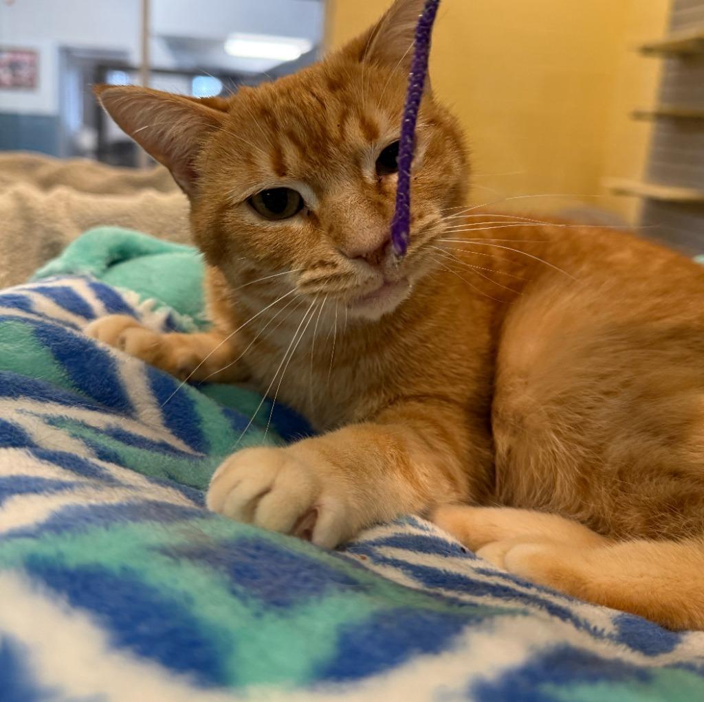 Tawny, a Adoptable mixed breed in South Bend, IN image 5/6