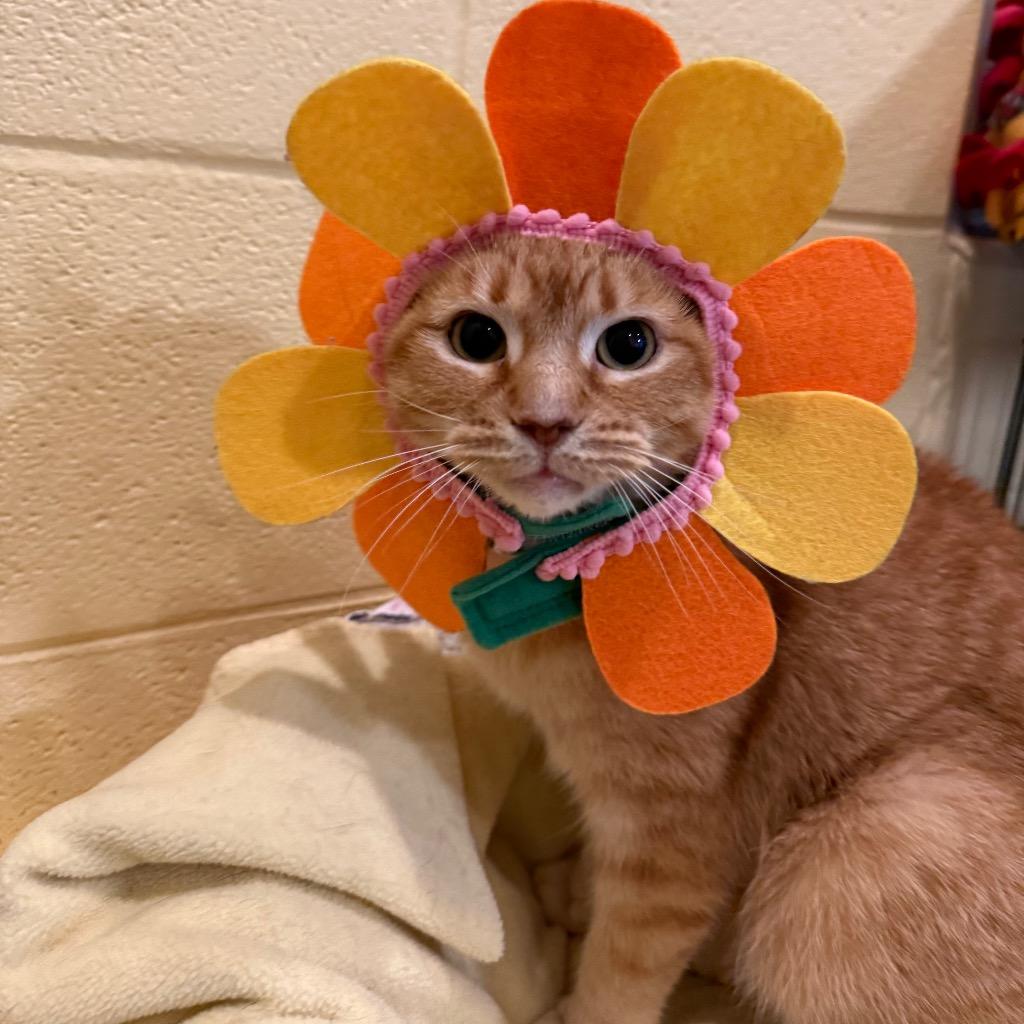 Enlarge Tawny, a Adoptable mixed breed in South Bend, IN image 5/6