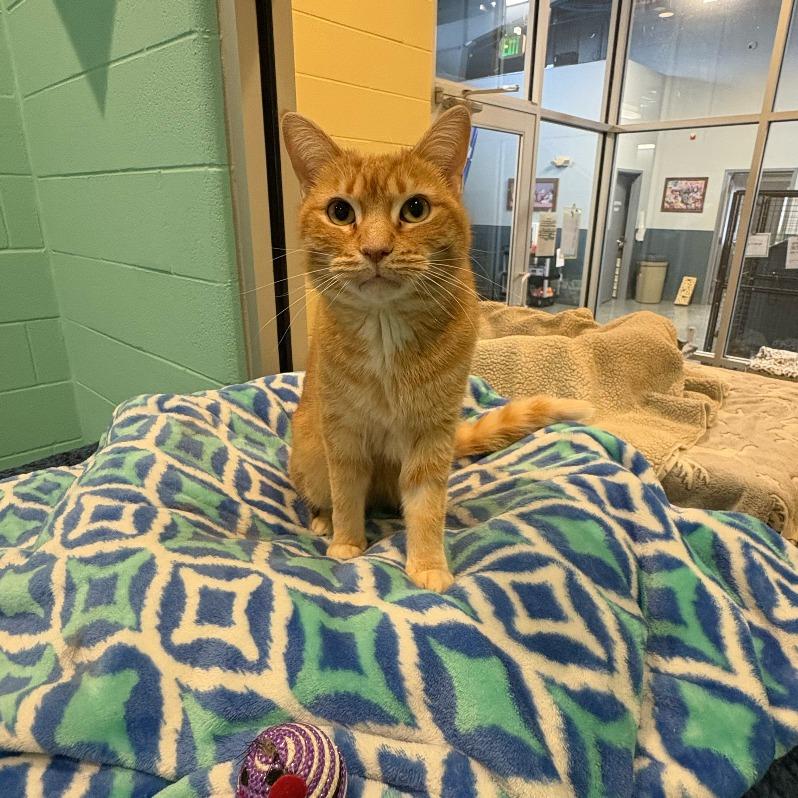 Tawny, a Adoptable mixed breed in South Bend, IN image 6/6