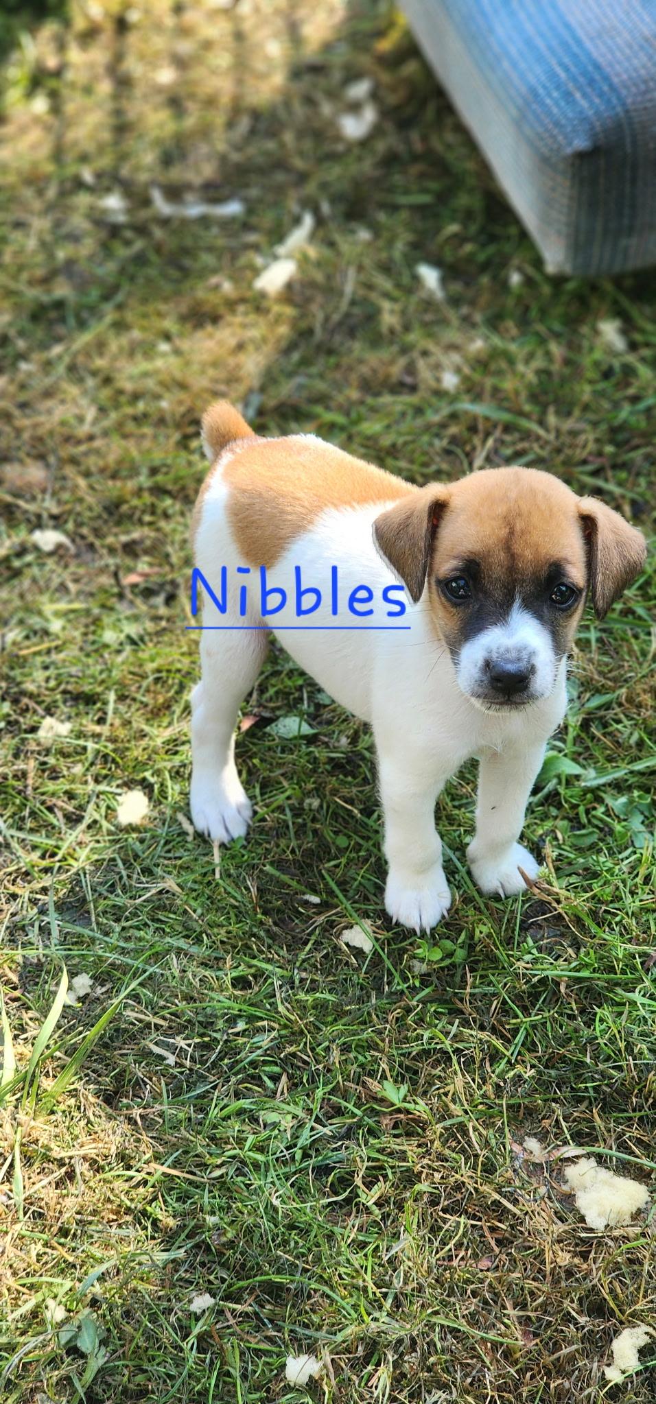 Nibbles photo 2