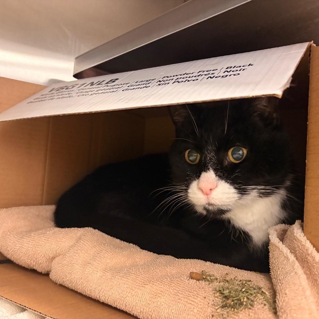 Ned, Adoptable, Senior Male Domestic Short Hair.