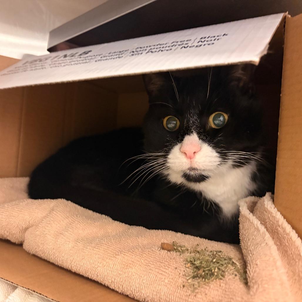 Ned, a Adoptable Domestic Short Hair in Bristol, IN image 2/3