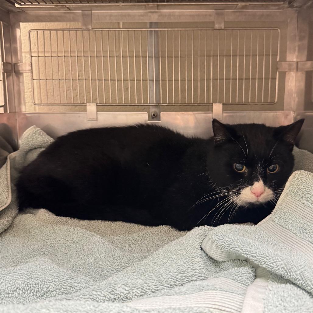 Ned, a Adoptable Domestic Short Hair in Bristol, IN image 3/3