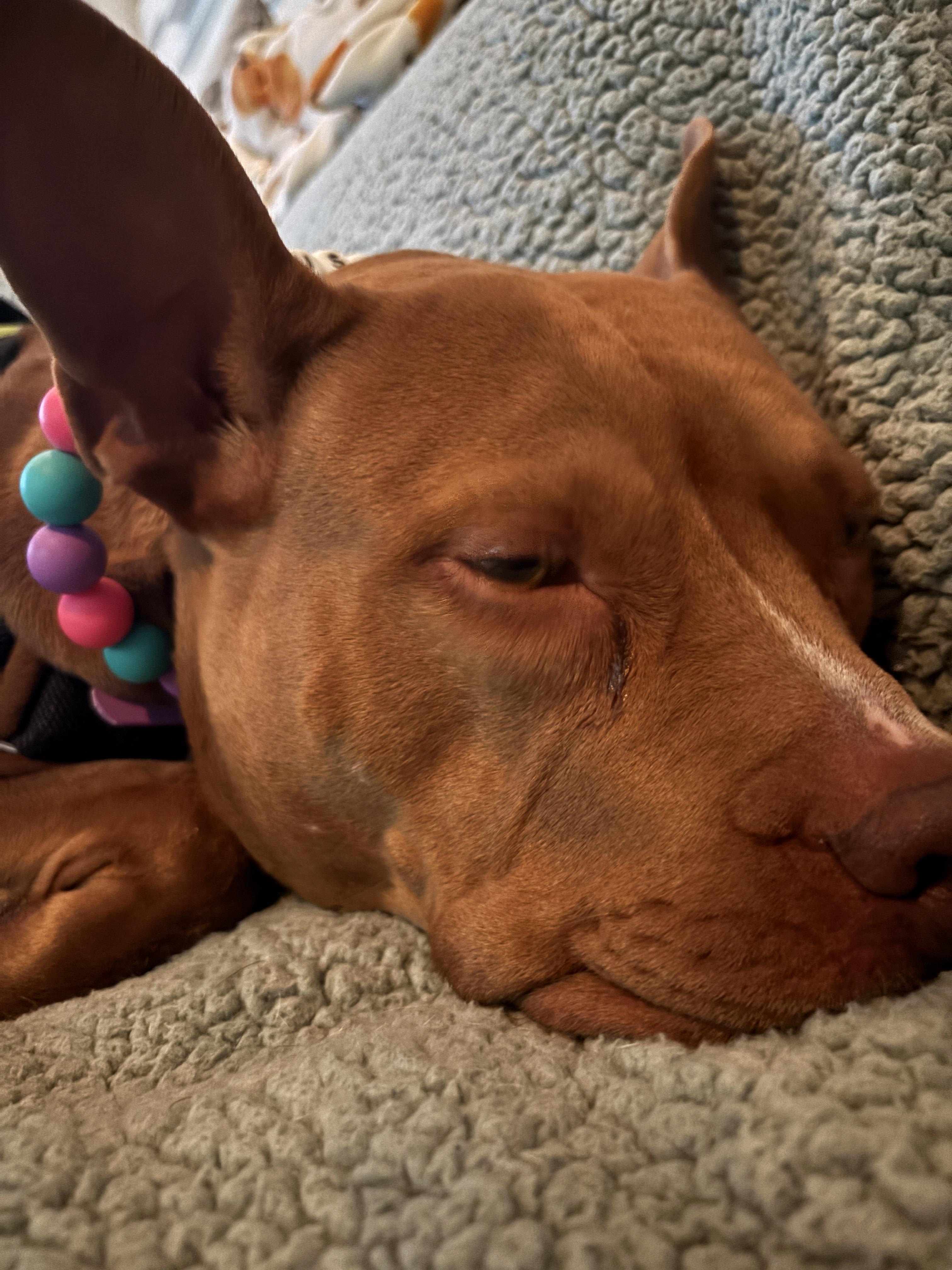 Enlarge Susan, a Adoptable Pit Bull Terrier in Las Vegas, NV image 5/6