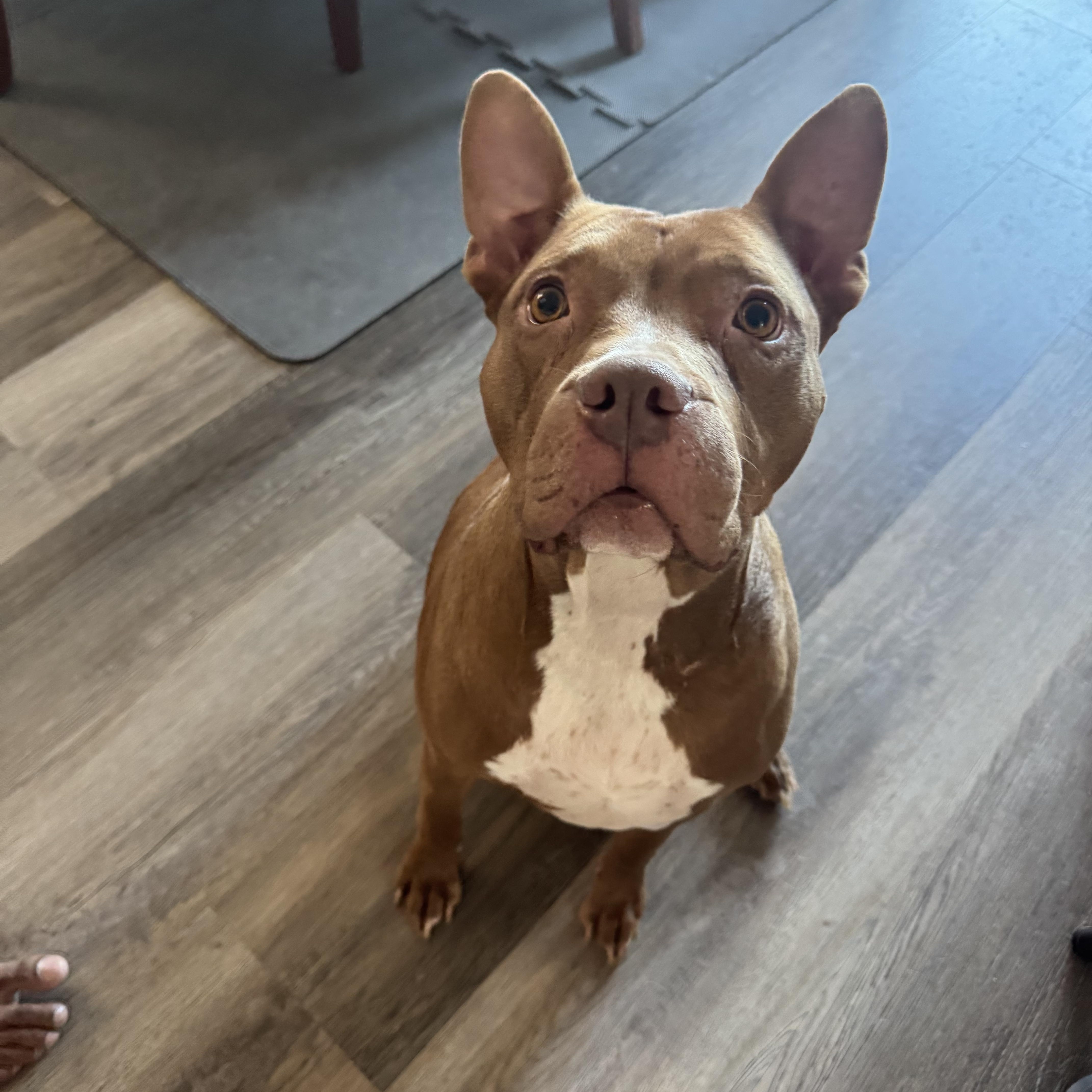 Enlarge Susan, a Adoptable Pit Bull Terrier in Las Vegas, NV image 5/5