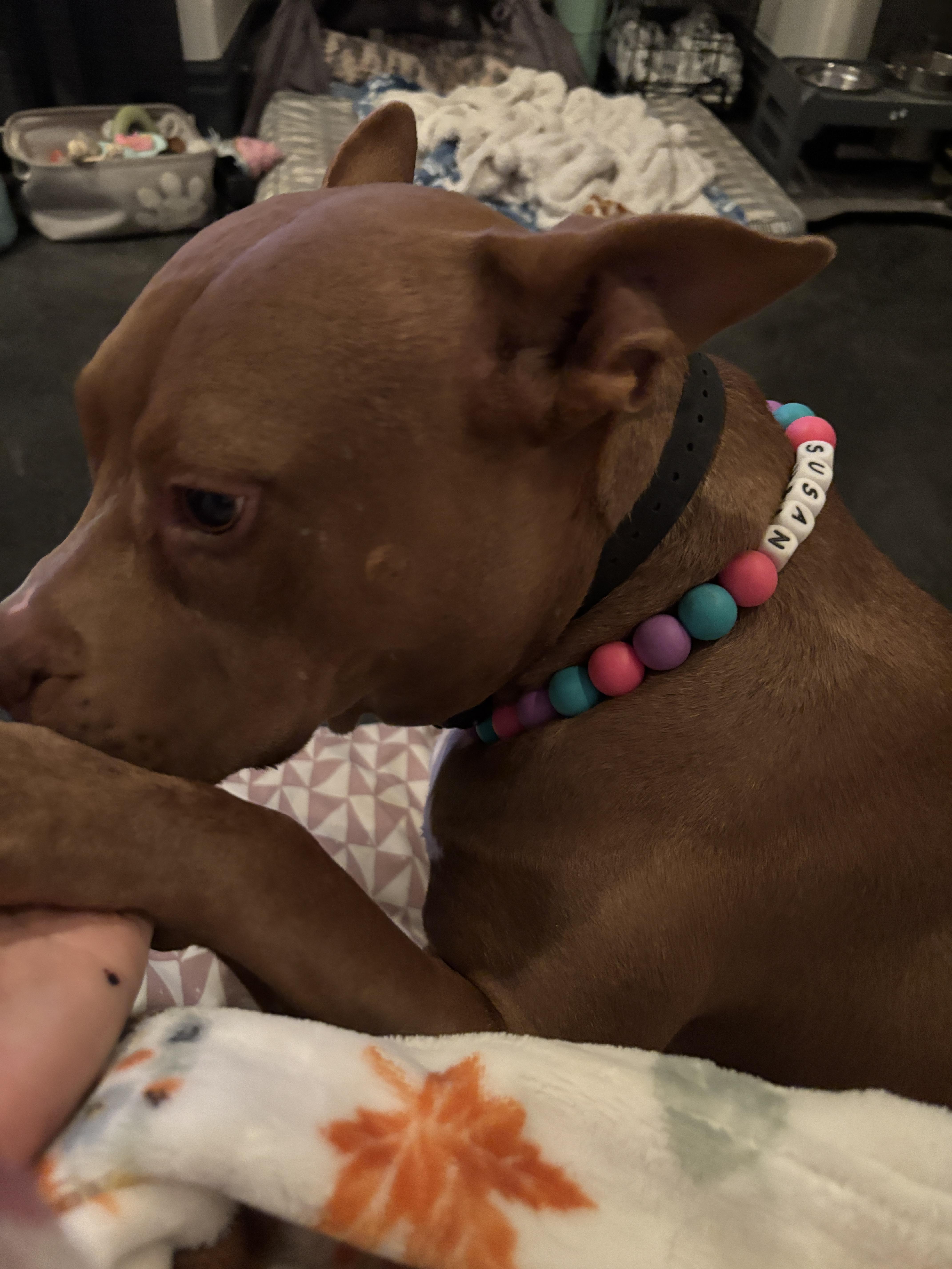 Enlarge Susan, a Adoptable Pit Bull Terrier in Las Vegas, NV image 6/6