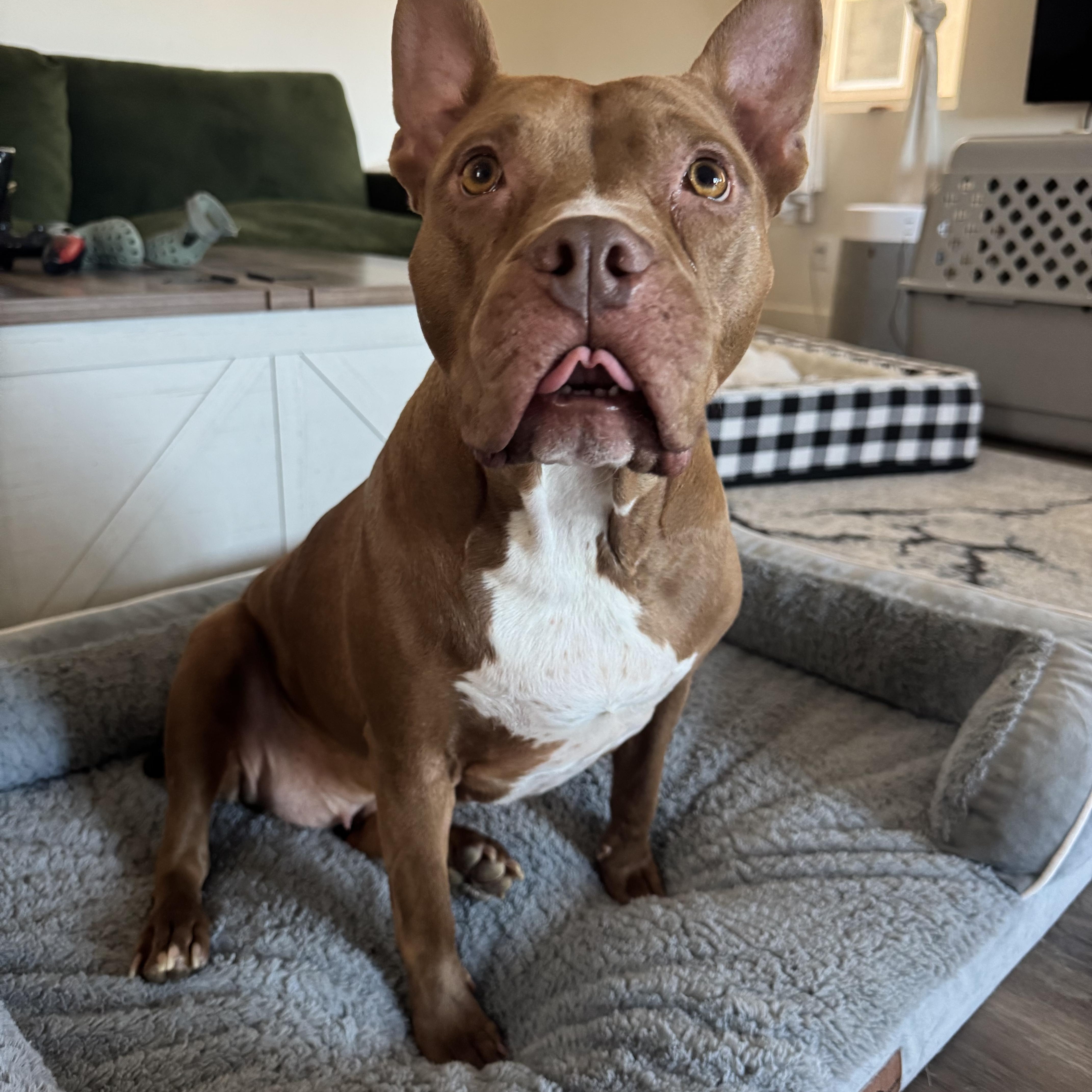 Enlarge Susan, a Adoptable Pit Bull Terrier in Las Vegas, NV image 1/5