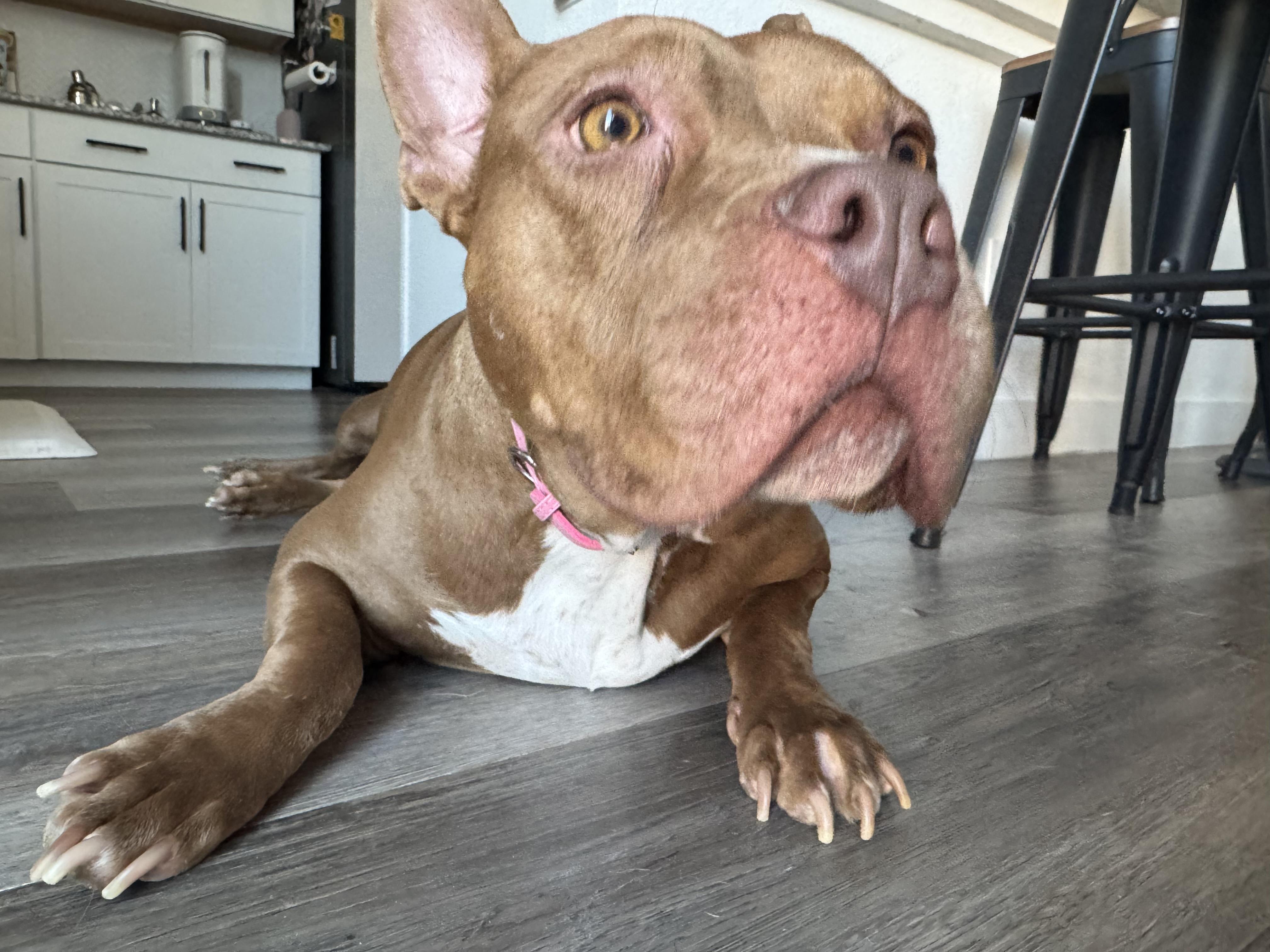 Enlarge Susan, a Adoptable Pit Bull Terrier in Las Vegas, NV image 3/5