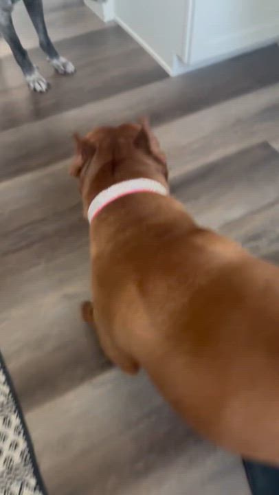 Enlarge Susan, a Adoptable Pit Bull Terrier in Las Vegas, NV video 4/5