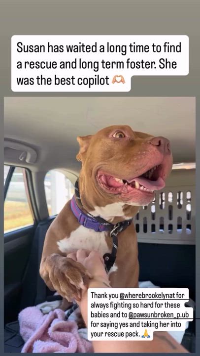 Enlarge Susan, a Adoptable Pit Bull Terrier in Las Vegas, NV video 2/5