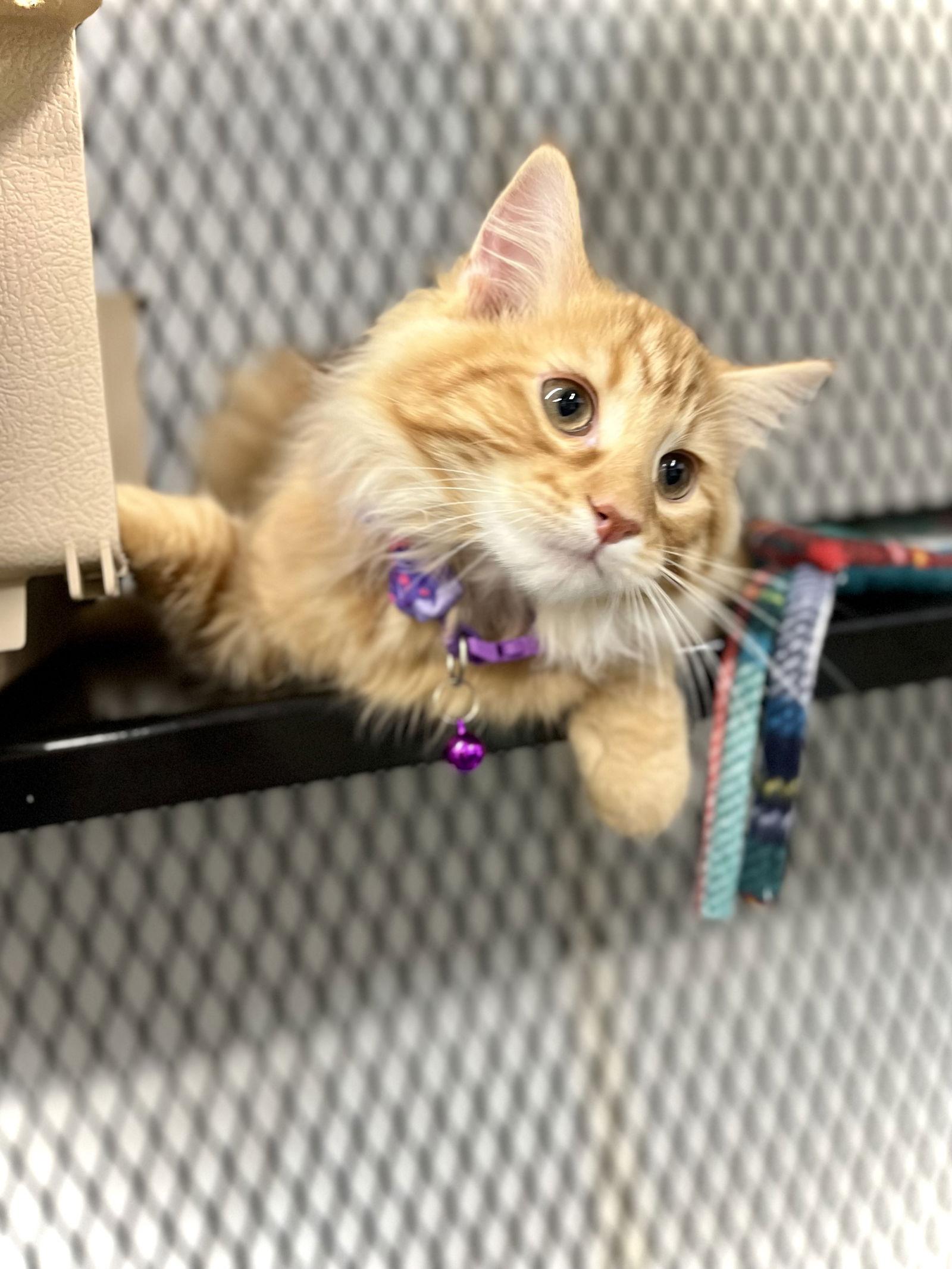 Garland — thumbnail 2