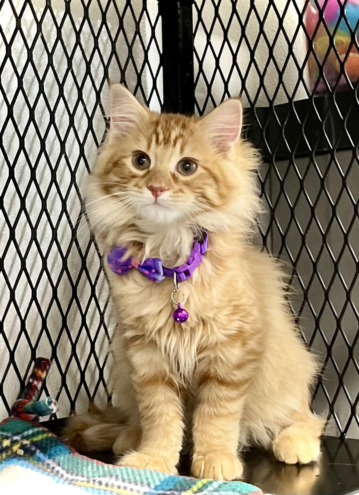 Garland — thumbnail 3