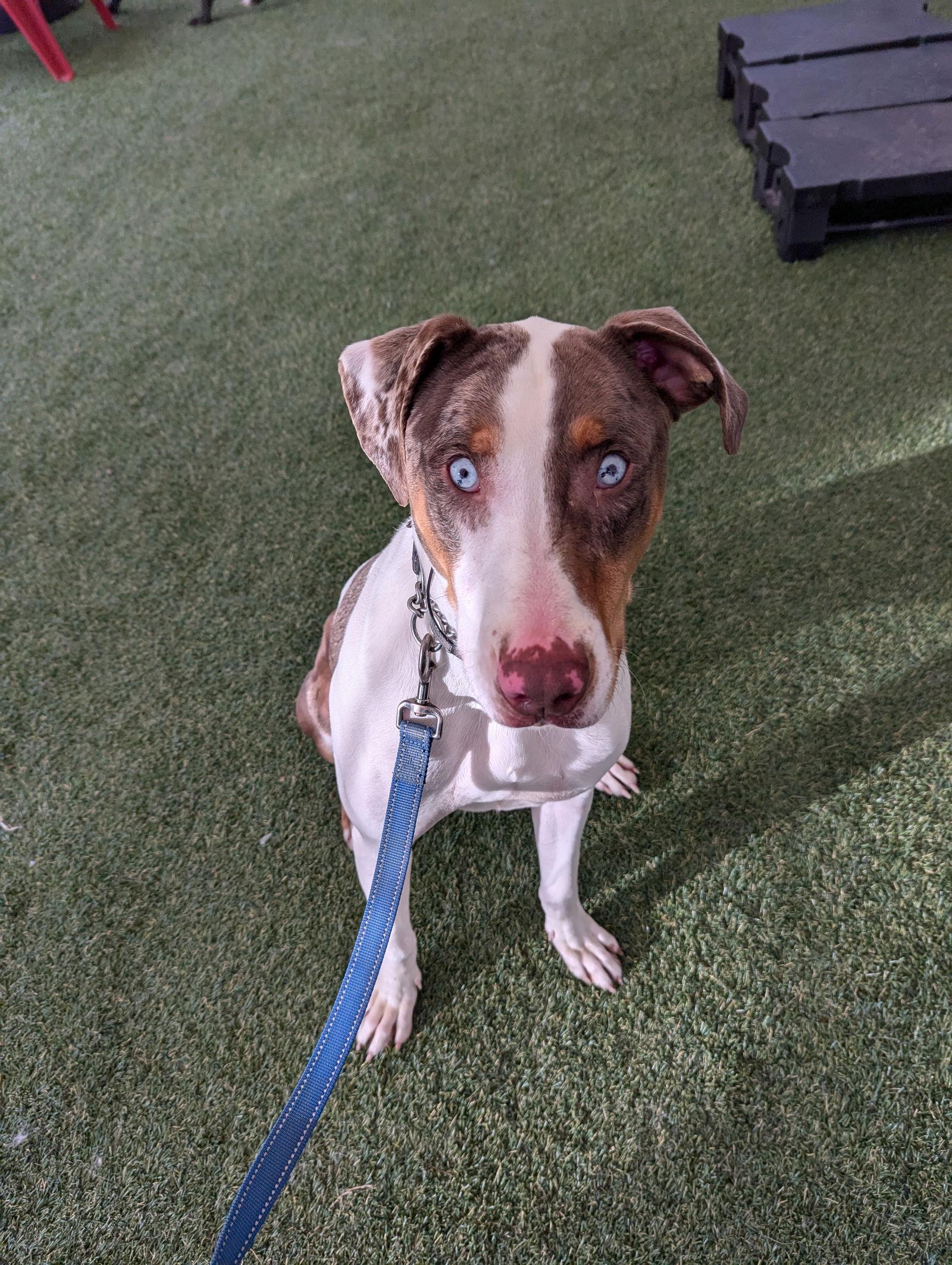 Clint, a Adoptable mixed breed in Seattle, WA image 1/3