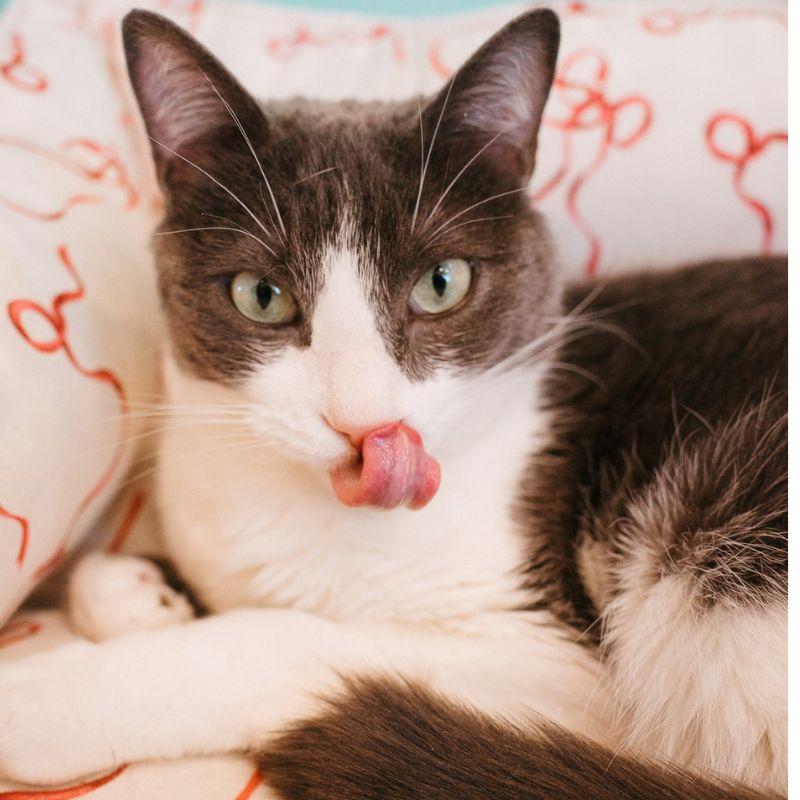 Enlarge Vancouver, a ADOPTABLE Domestic Short Hair in Jackson, WY image 5/6