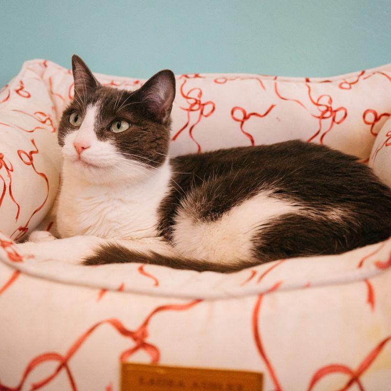 Enlarge Vancouver, a ADOPTABLE Domestic Short Hair in Jackson, WY image 1/6