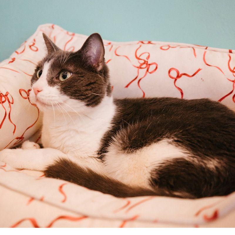 Enlarge Vancouver, a ADOPTABLE Domestic Short Hair in Jackson, WY image 3/6