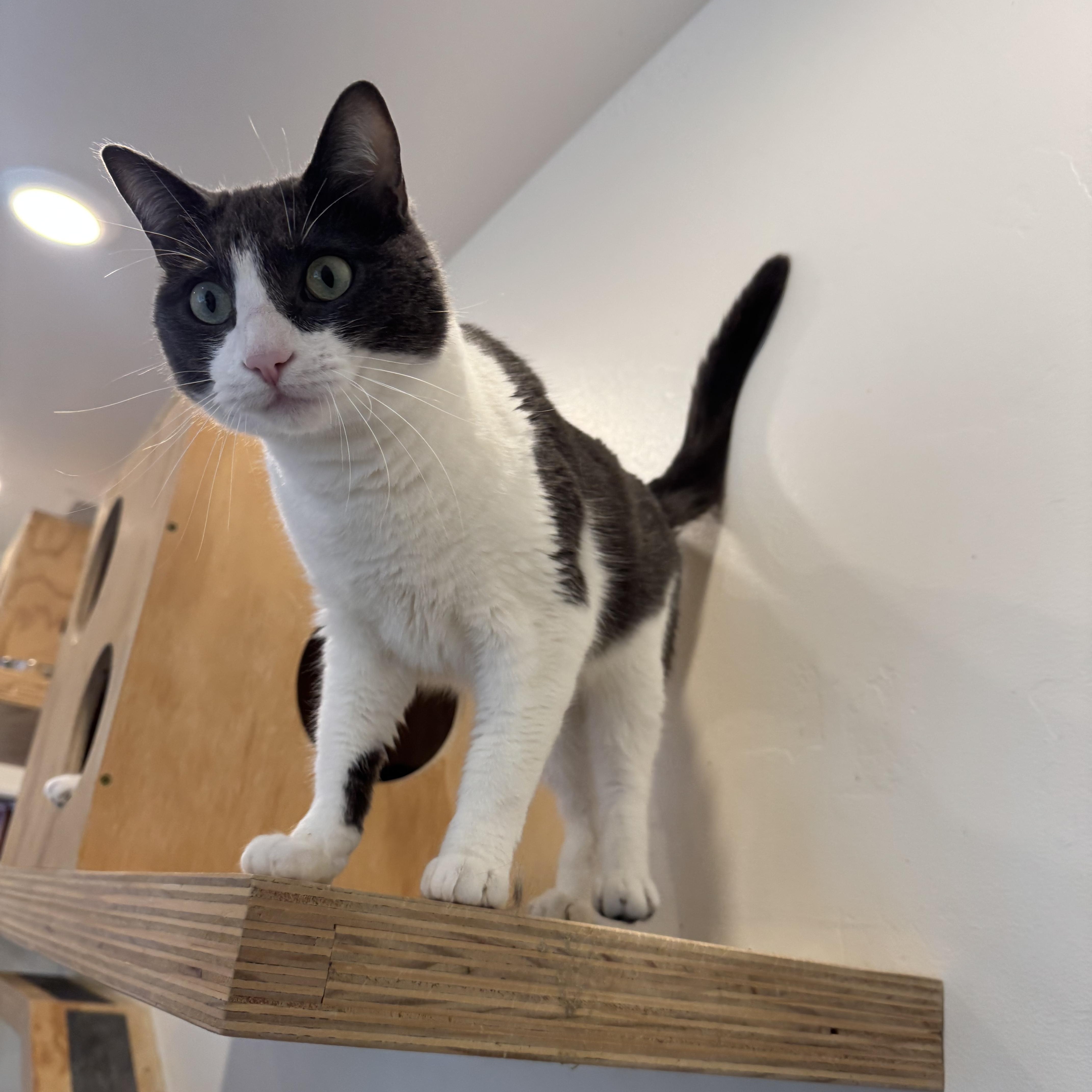 Vancouver, ADOPTABLE, Adult Male Domestic Short Hair.