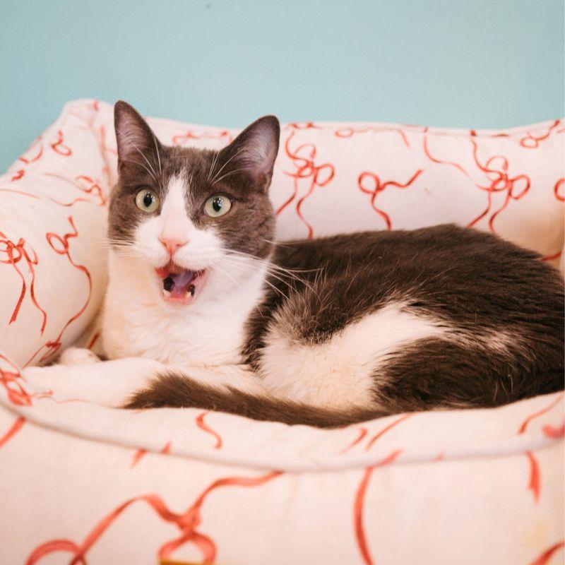 Enlarge Vancouver, a ADOPTABLE Domestic Short Hair in Jackson, WY image 6/6