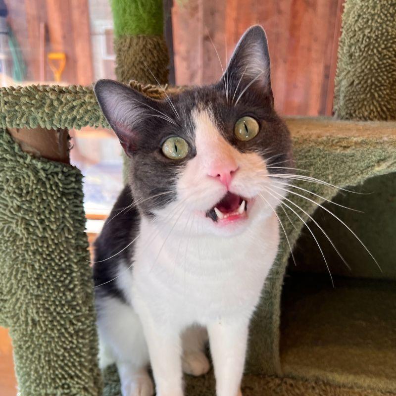 Enlarge Vancouver, a ADOPTABLE Domestic Short Hair in Jackson, WY image 4/6