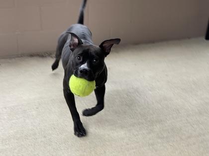 Ava, a Adoptable mixed breed in Cincinnati, OH image 2/3