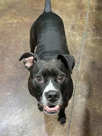 Ava, Adoptable, Adult Female Boxer & Mixed Breed.