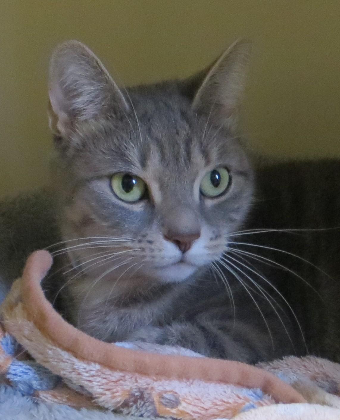 Enlarge Louise, a Adoptable Tiger in Brockton, MA image 1/1