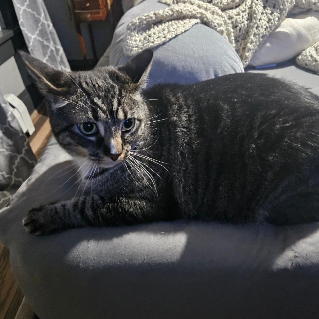 Daniel, Adoptable, Adult Male Domestic Short Hair.