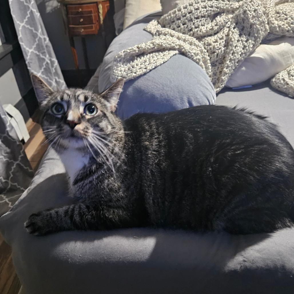 Enlarge Daniel, a Adoptable Domestic Short Hair in Ringtown, PA image 4/6