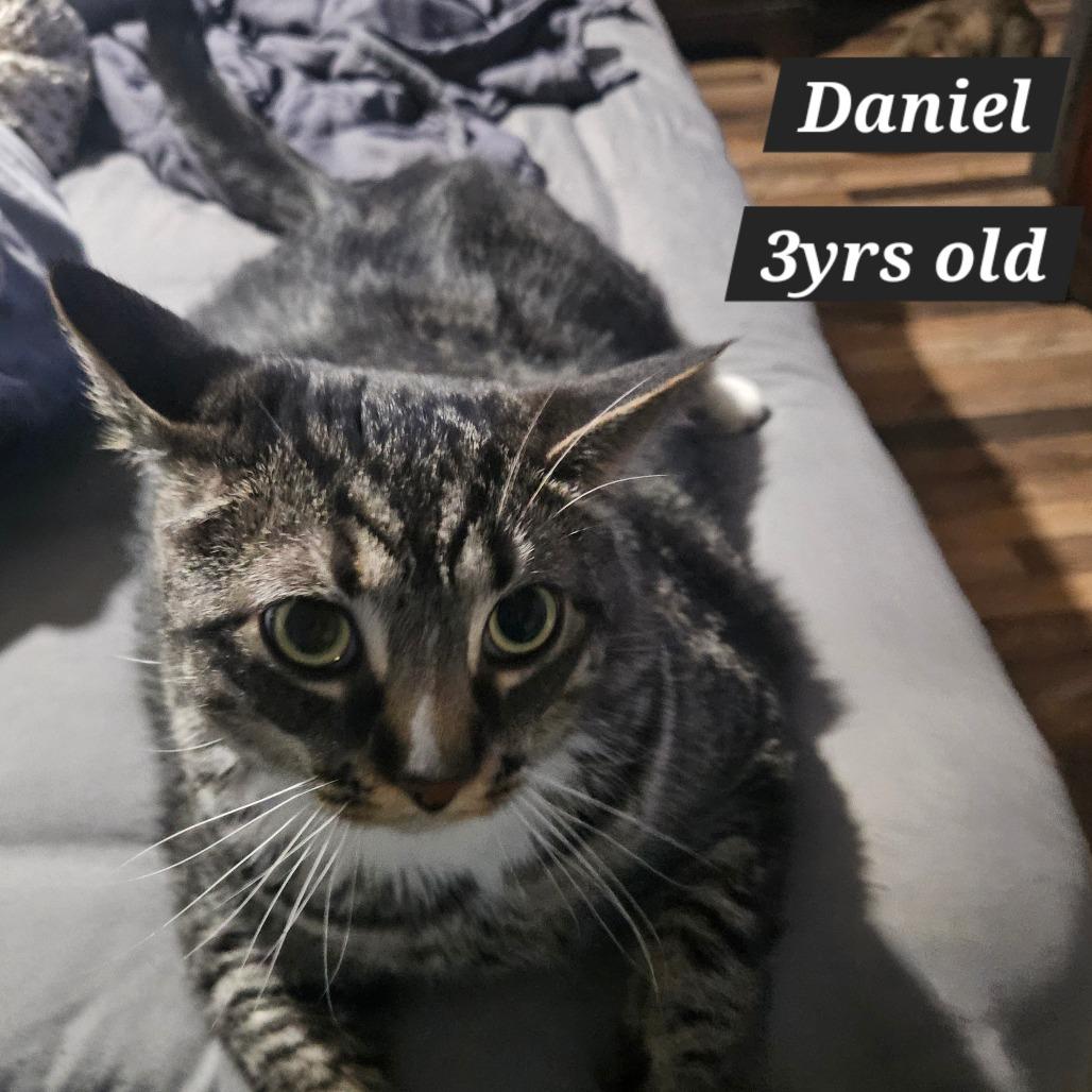 Enlarge Daniel, a Adoptable Domestic Short Hair in Ringtown, PA image 5/6