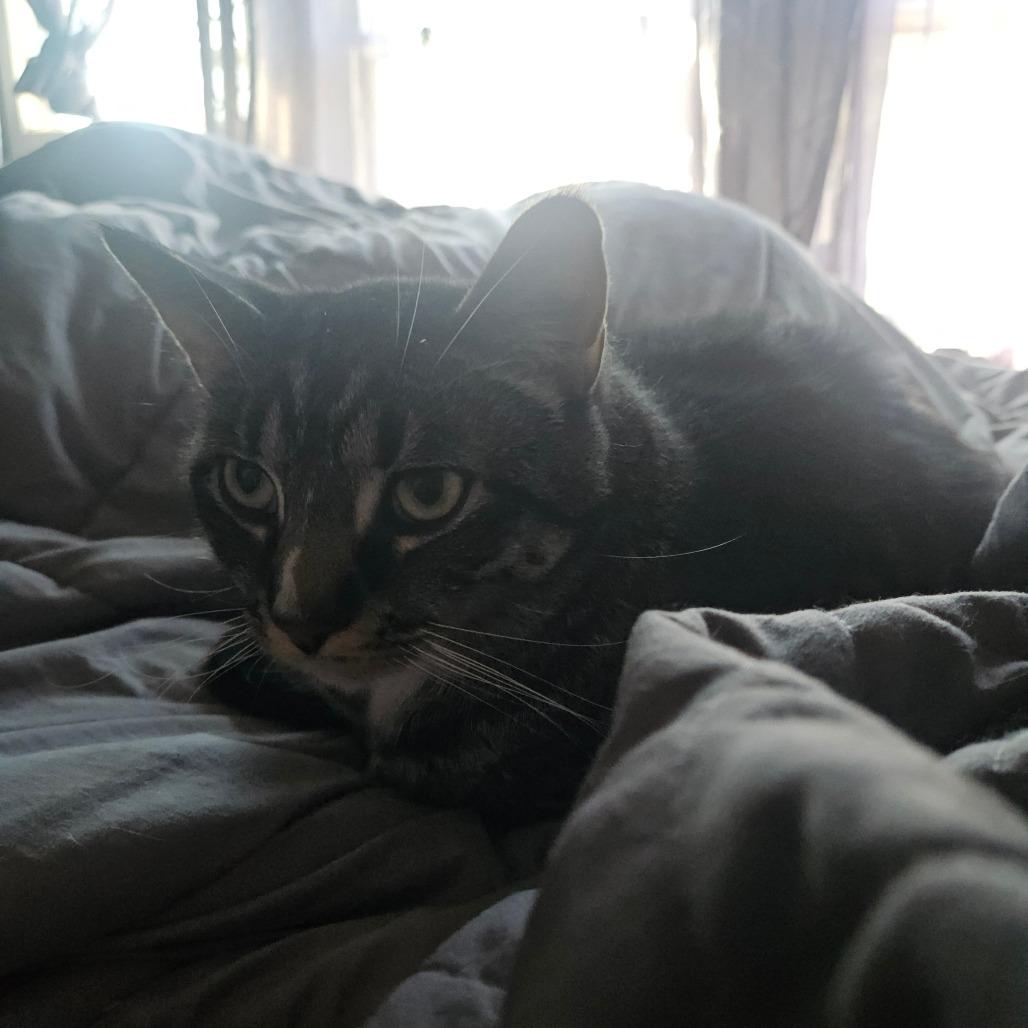 Enlarge Daniel, a Adoptable Domestic Short Hair in Ringtown, PA image 6/6