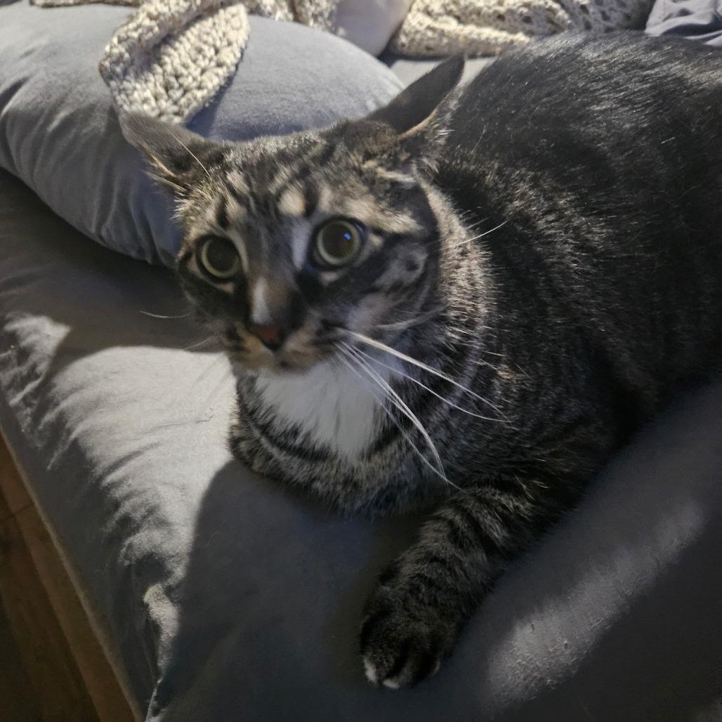 Enlarge Daniel, a Adoptable Domestic Short Hair in Ringtown, PA image 6/6