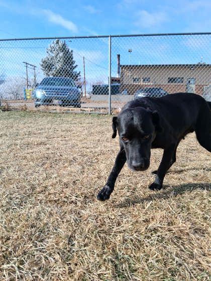 Eloise, Adoptable, Adult Female Labrador Retriever & Mixed Breed.