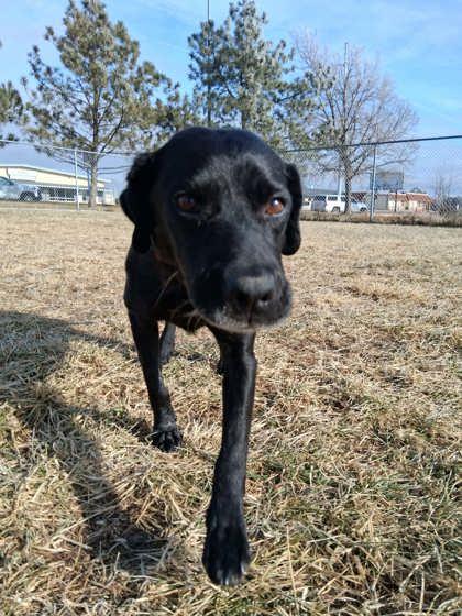 Enlarge Eloise, a Adoptable mixed breed in Scottsbluff, NE image 2/3