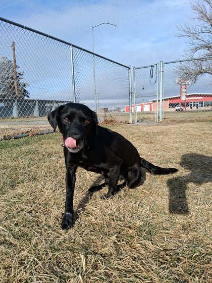 Enlarge Eloise, a Adoptable mixed breed in Scottsbluff, NE image 3/3
