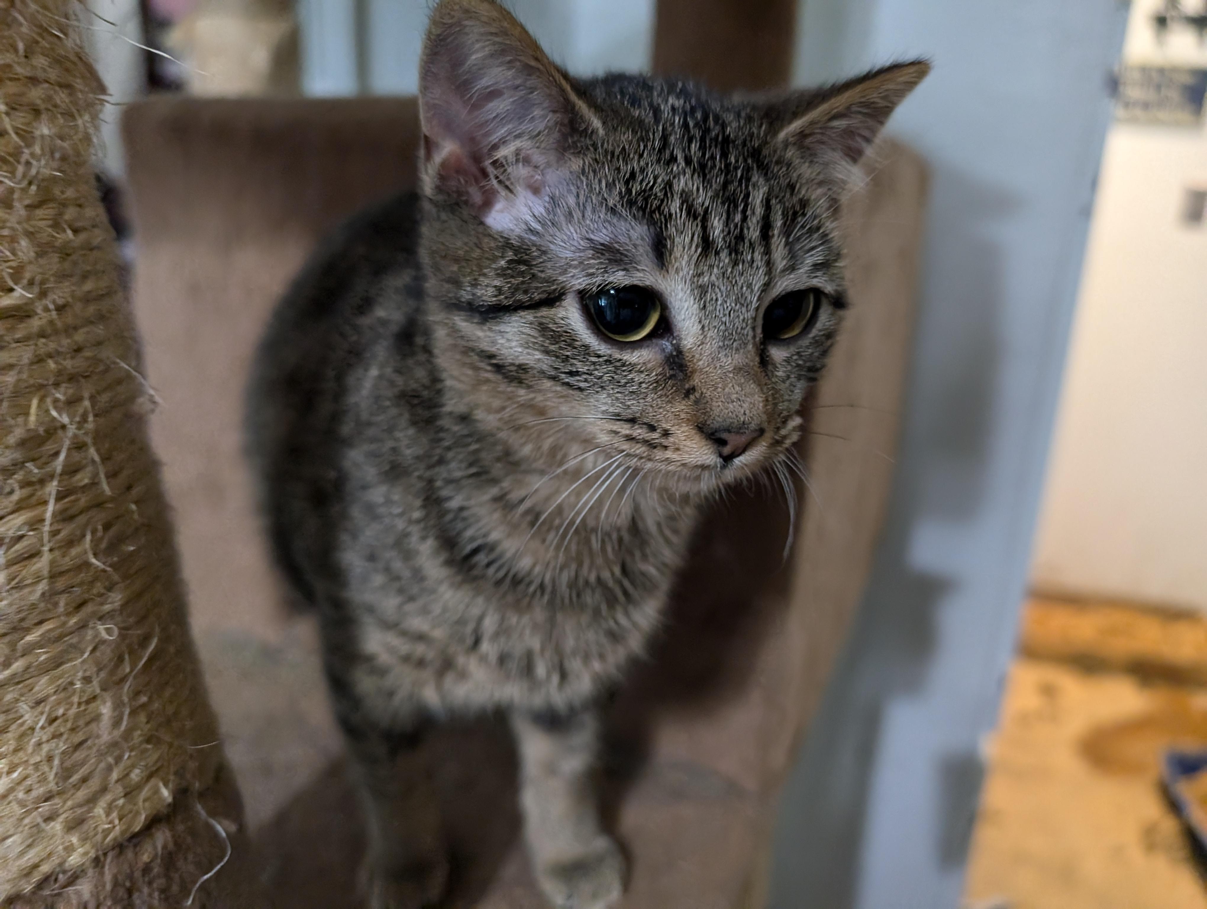 Sutton, Adoptable, Young Female Domestic Short Hair.