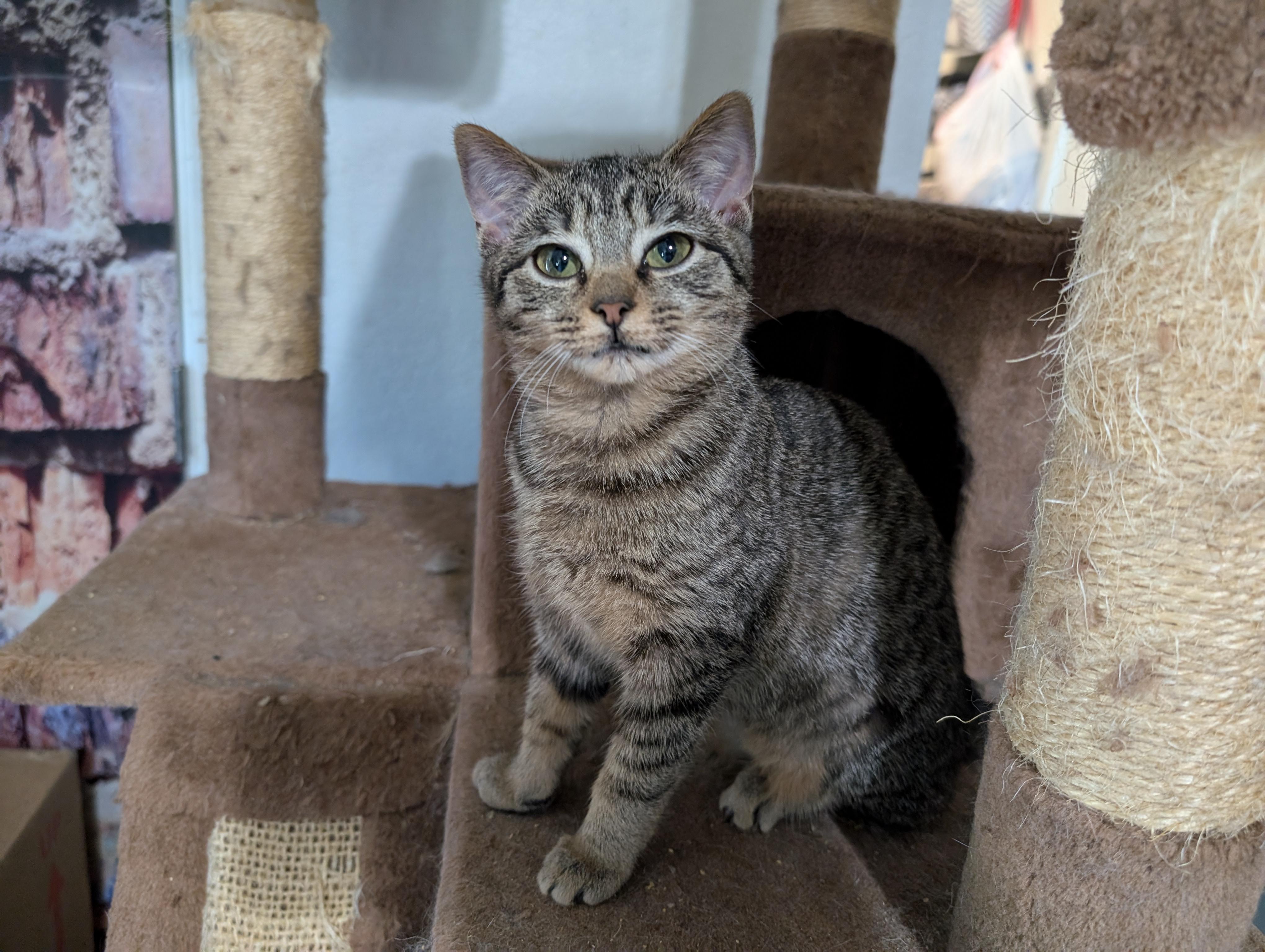 Sutton, a Adoptable mixed breed in Cleburne, TX image 6/6