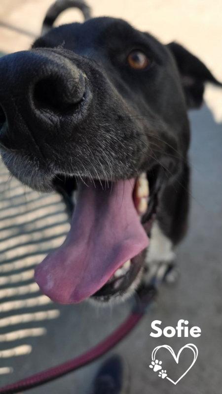 Sofie, a Adoptable mixed breed in Monte Vista, CO image 1/2