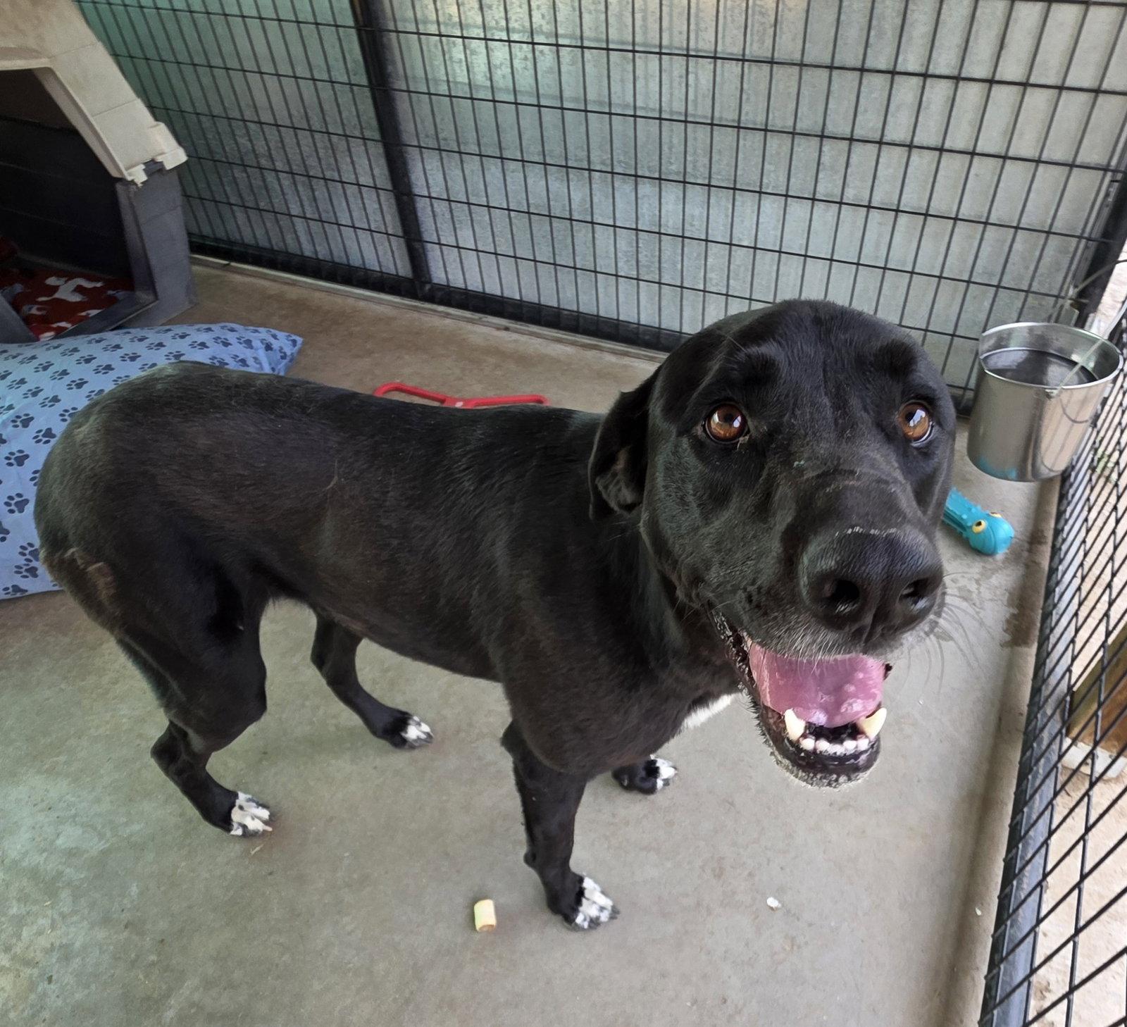 Sofie, a Adoptable mixed breed in Monte Vista, CO image 2/2
