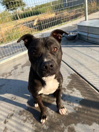 Jack — thumbnail 4