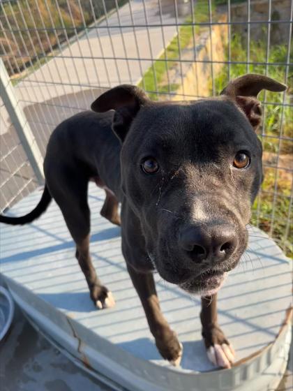 Jack — thumbnail 5