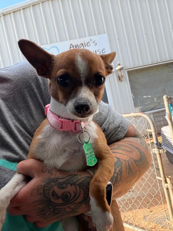 Cookie, adopted, Puppy Female Chihuahua.