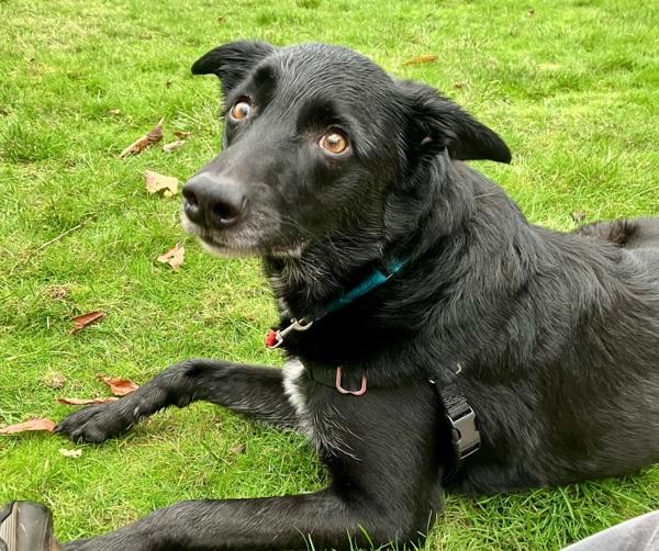 Enlarge Barney, a Adoptable mixed breed in Vancouver, WA image 1/6