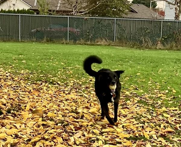 Enlarge Barney, a Adoptable mixed breed in Vancouver, WA image 2/6
