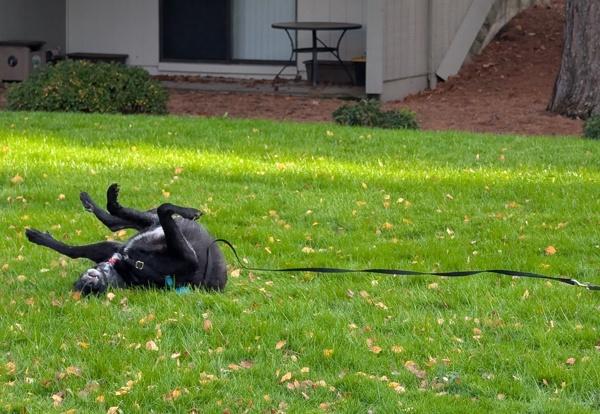 Enlarge Barney, a Adoptable mixed breed in Vancouver, WA image 3/6
