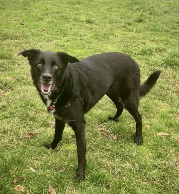 Enlarge Barney, a Adoptable mixed breed in Vancouver, WA image 4/6