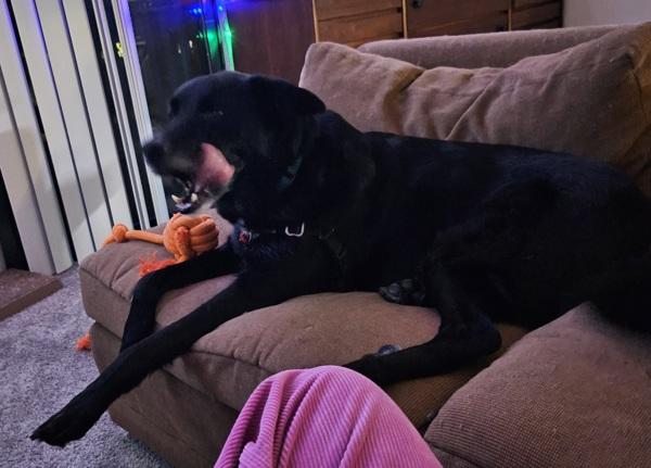 Enlarge Barney, a Adoptable mixed breed in Vancouver, WA image 5/6