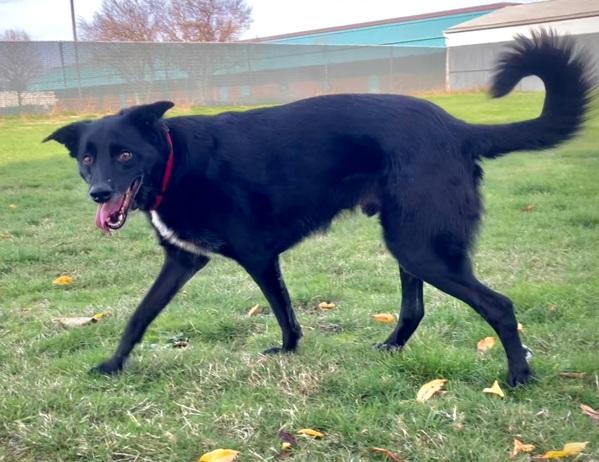 Enlarge Barney, a Adoptable mixed breed in Vancouver, WA image 6/6