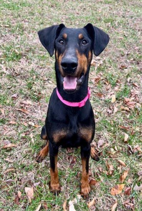 Dobi, Adoptable, Adult Female Doberman Pinscher.